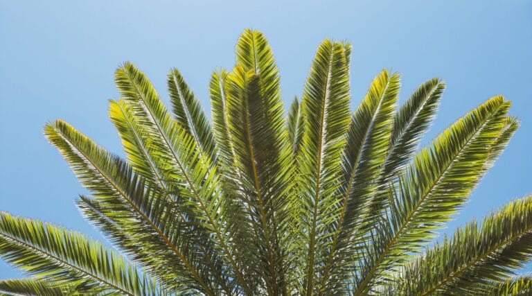 Travelers Palm