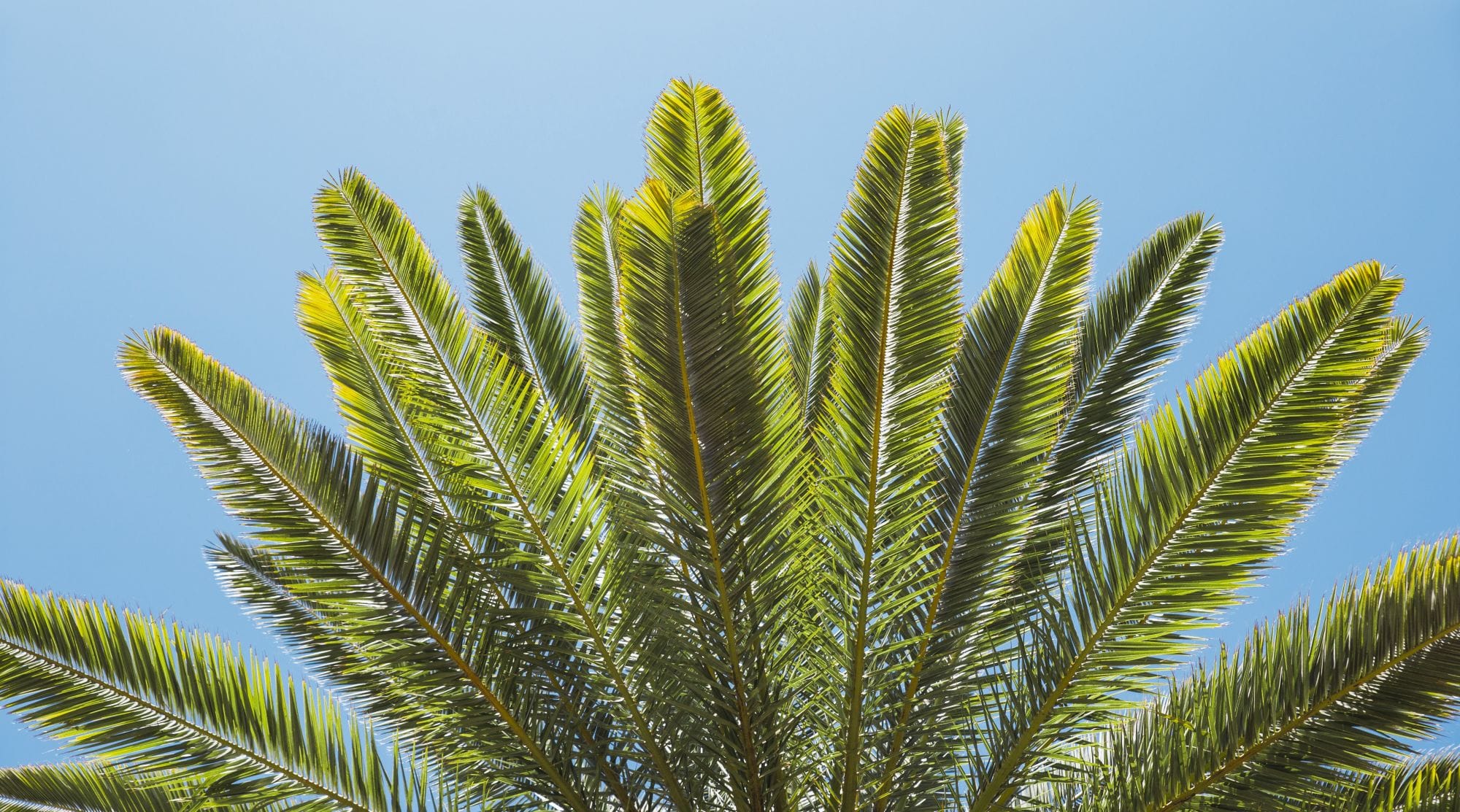 Travelers Palm